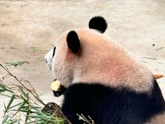 -杭州动物园