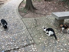 -上海佘山国家森林公园天马山园