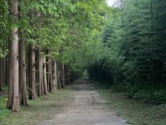 -黄海国家森林公园