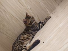 -屋虎猫馆(宝安大仟里店)