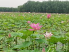 -东郊湿地公园