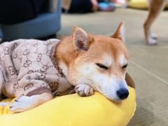 -逗柴咖啡屋·狗咖猫咖宠物桌游