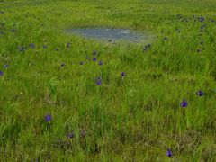 android_upload_pic-腾冲北海湿地