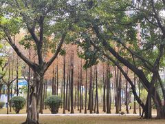 -晓港公园