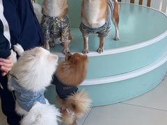 -怪兽屋·羊驼·猫咖·狗咖(俊华广场店)