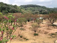 -南国桃园旅游度假区