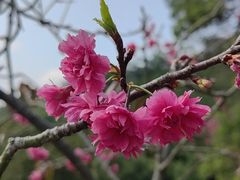 -深圳市中科院仙湖植物园