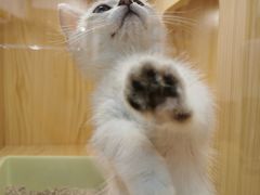 -屋虎猫馆(宝安大仟里店)