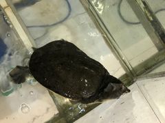 -呼吸森林·生态农庄农家乐私房菜