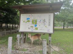 -奈良公园