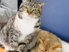 -平行世界·猫咖(首经贸店)