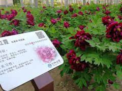-仁和公园(顺义区)