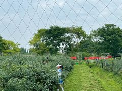 -金谷域澳洲庄园