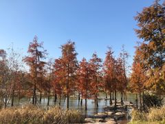 -上海长兴岛郊野公园