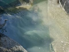 -蓝湾碧波·老字号·疍家非遗海上餐厅