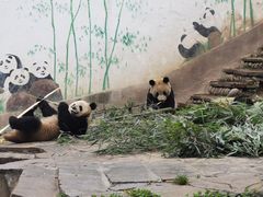 -中国大熊猫保护研究中心雅安碧峰峡基地