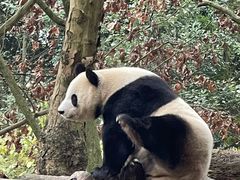 -都江堰中华大熊猫苑