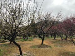 -香雪海