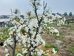 -武汉紫薇都市田园