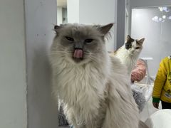 -喵的天空名猫咖啡馆·撸猫·猫舍·用品