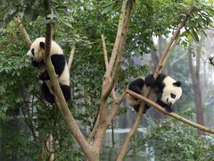 -成都大熊猫繁育研究基地