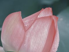 -洪湖生态旅游区