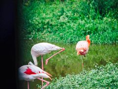 -杭州野生动物世界