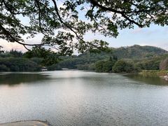 -深圳仙湖植物园
