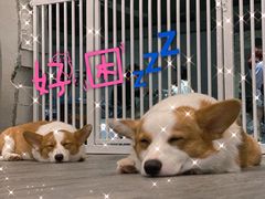 -浣熊柯尔鸭土拨鼠·电玩咖
