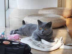 -Catmate·猫肥家润(金润铂宫店)