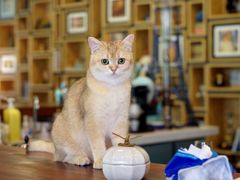 -咖法森林·咖啡  酒吧(天河店)