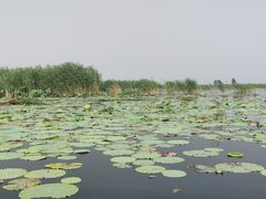 -白洋淀风景区