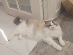 -楼上猫咖(罗湖店)
