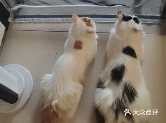 从救助到成为猫奴，从无奈到不舍只是不经意间