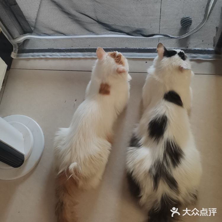 从救助到成为猫奴，从无奈到不舍只是不经意间