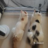 从救助到成为猫奴，从无奈到不舍只是不经意间