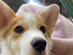 -柯斗斗主题餐厅·狗咖·围炉煮茶·茶饮(国瑞升平里店)