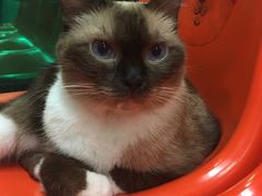 -猫咪博物馆(顶澳仔猫街店)