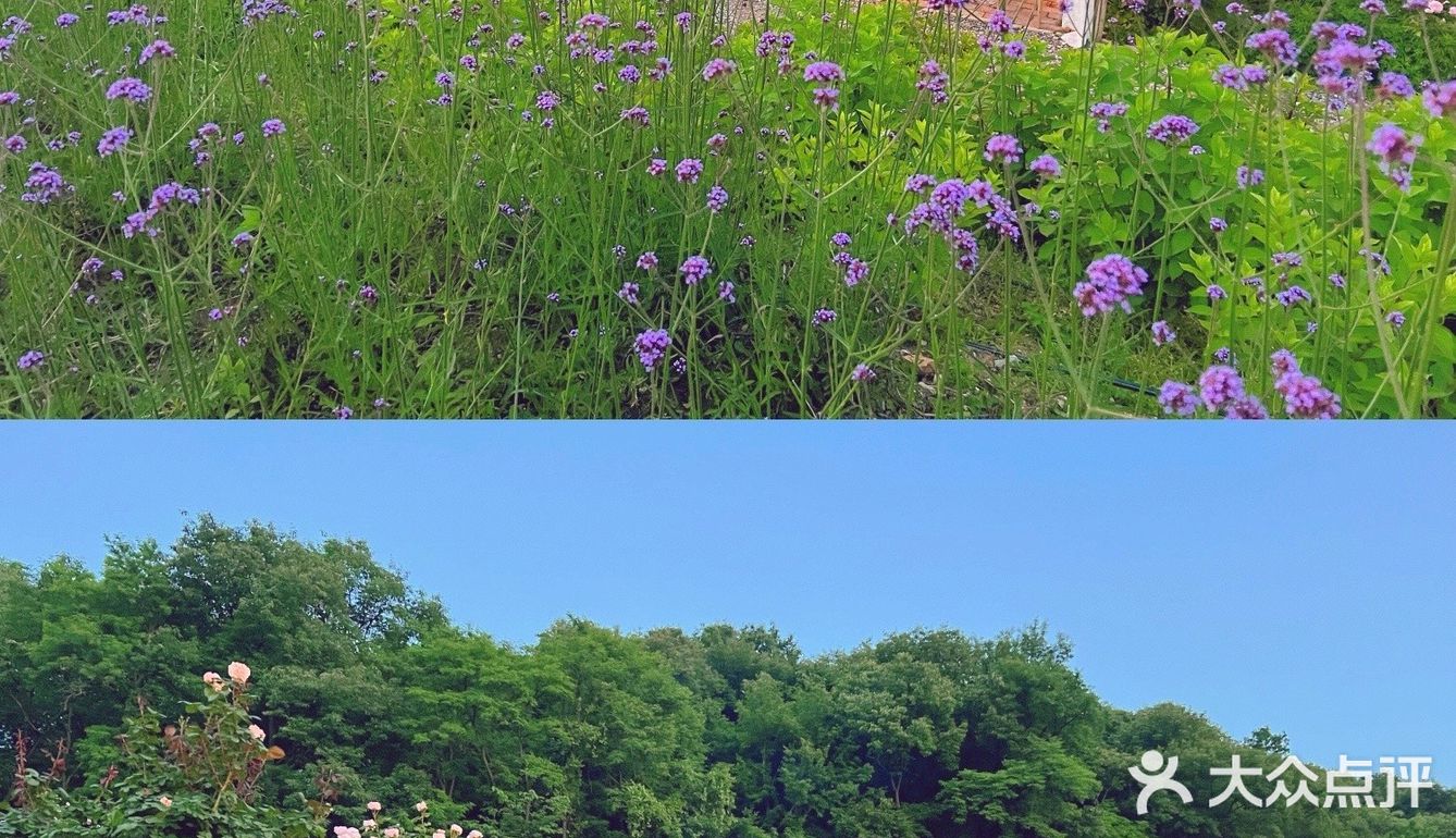 晚风悠然、跌入了花的时间。