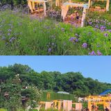 晚风悠然、跌入了花的时间。