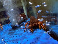 -蟹之国·精品蟹料理(极地店)