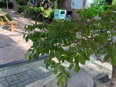 -广州长隆飞鸟乐园