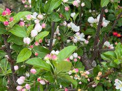 -龙大花卉苗木市场