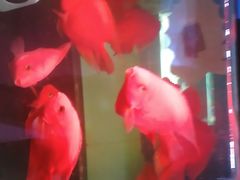 -大自然花鸟鱼虫市场