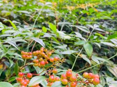 -上海市保健医疗中心