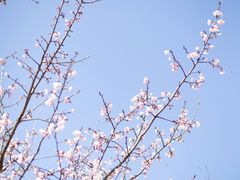 -杭州植物园