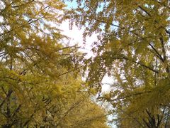 -三里屯东五街银杏大道