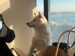 -柴犬小屋·柴餐厅·狗咖食堂(金鼎广场店)