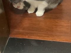 -babydoll猫舍·米努特·德文·缅因(久光中心店)
