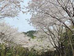 -千岛湖天屿景区